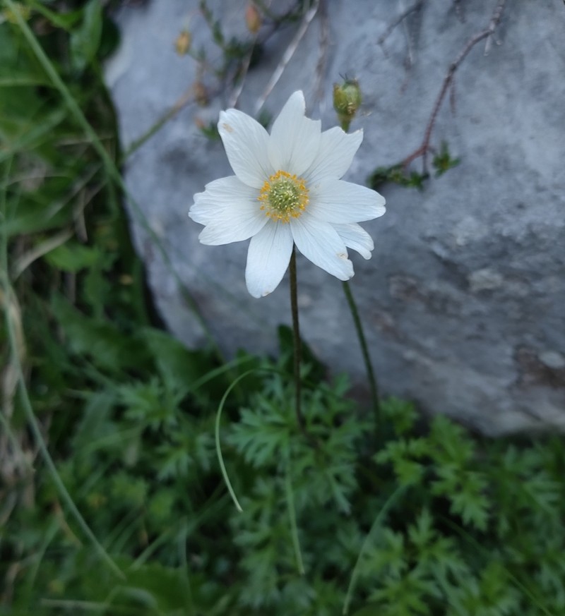Anemone pavoniana photo 4