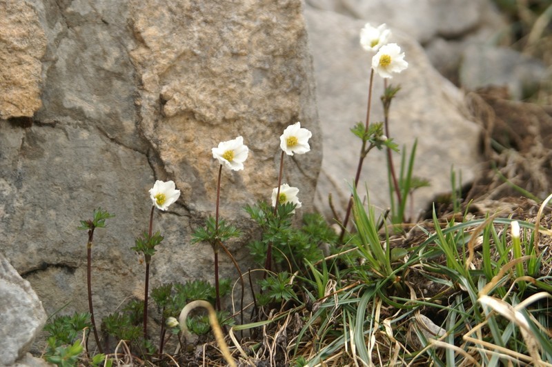 Anemone pavoniana photo 5