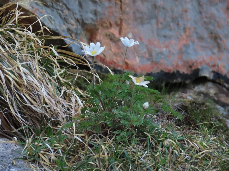 Anemone pavoniana photo 6