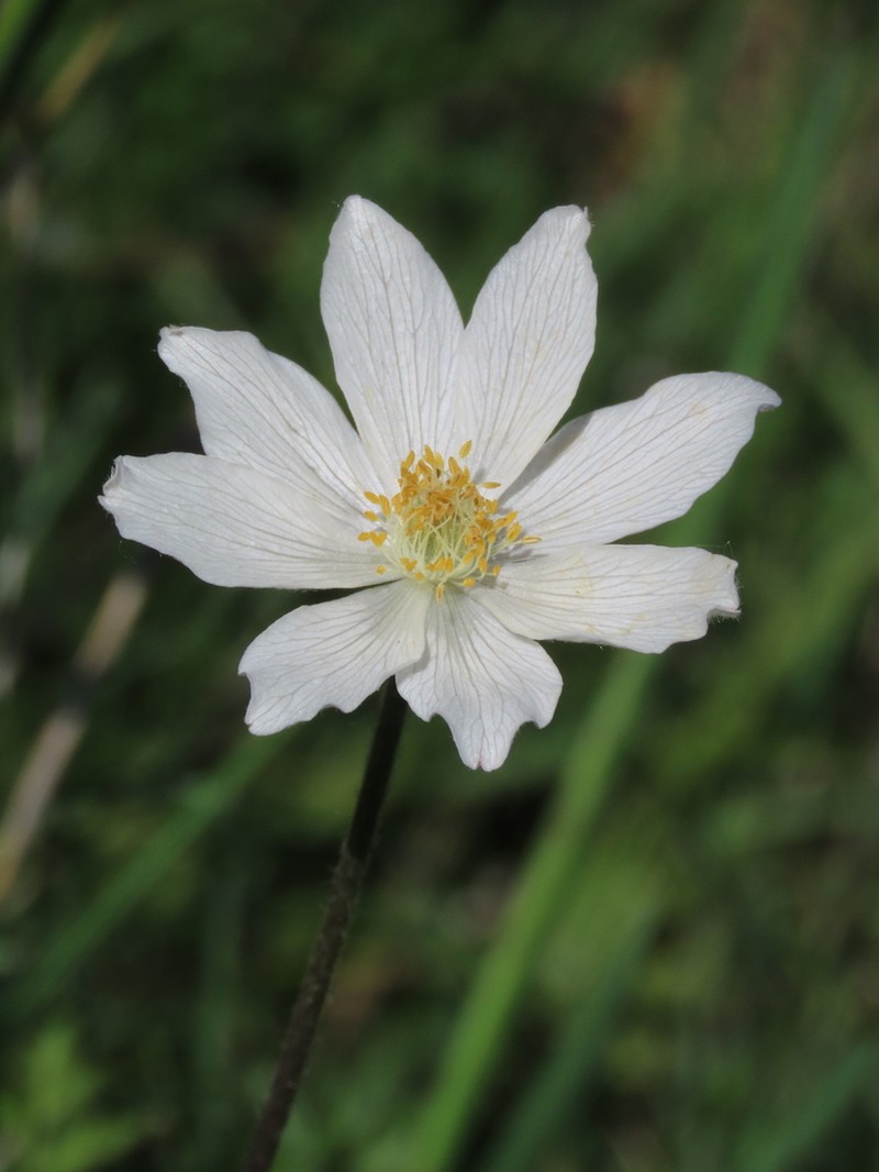 Anemone pavoniana photo 7