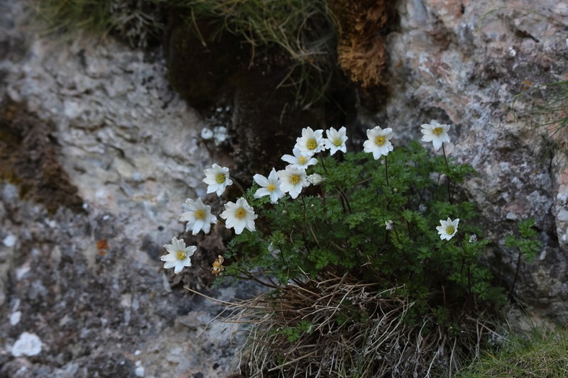 Anemone pavoniana photo 8