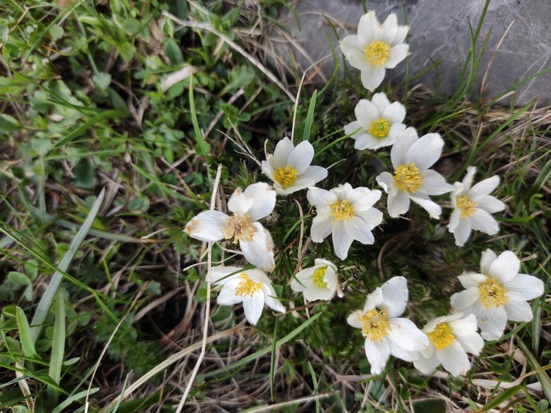 Anemone pavoniana