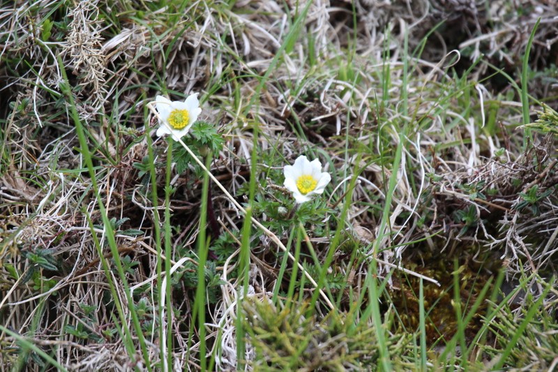 Anemone pavoniana photo 2