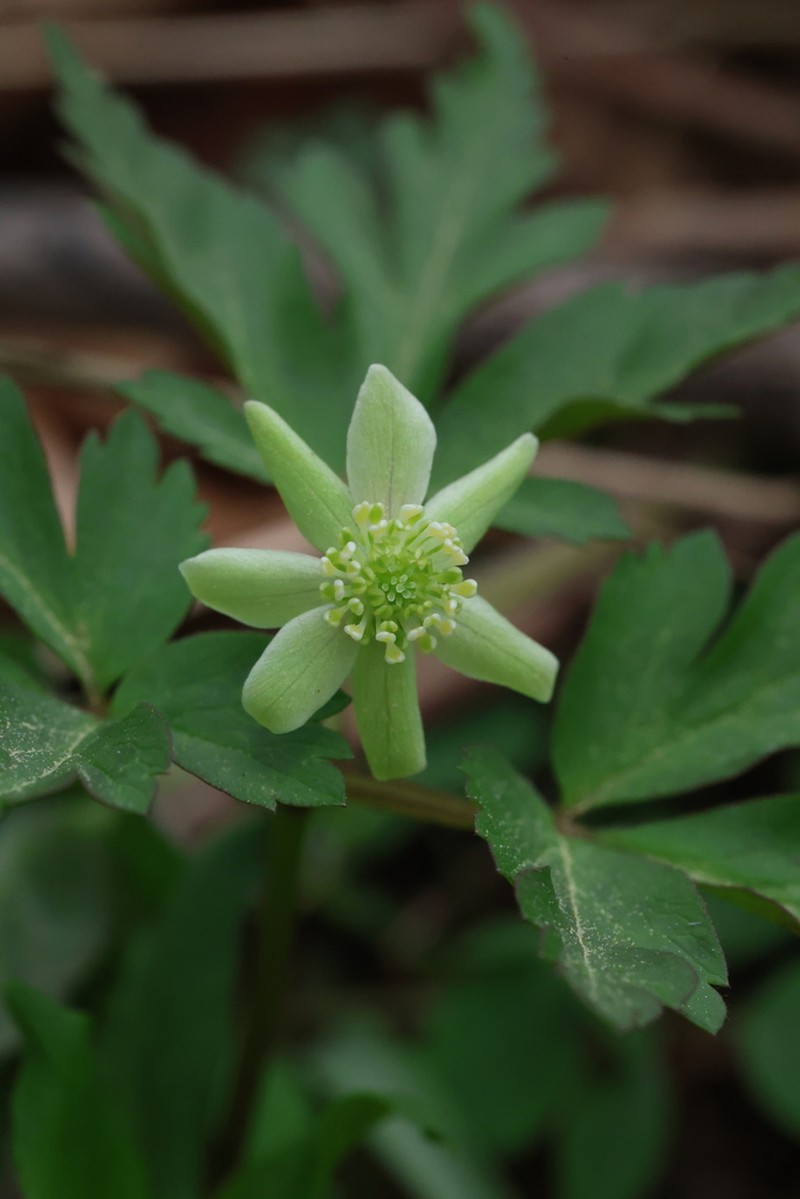 Anemone pendulisepala