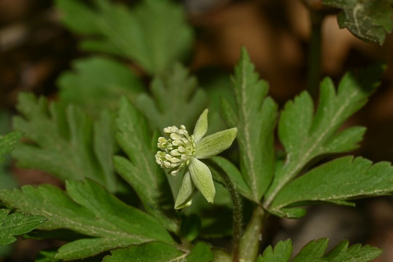 Anemone pendulisepala photo 2