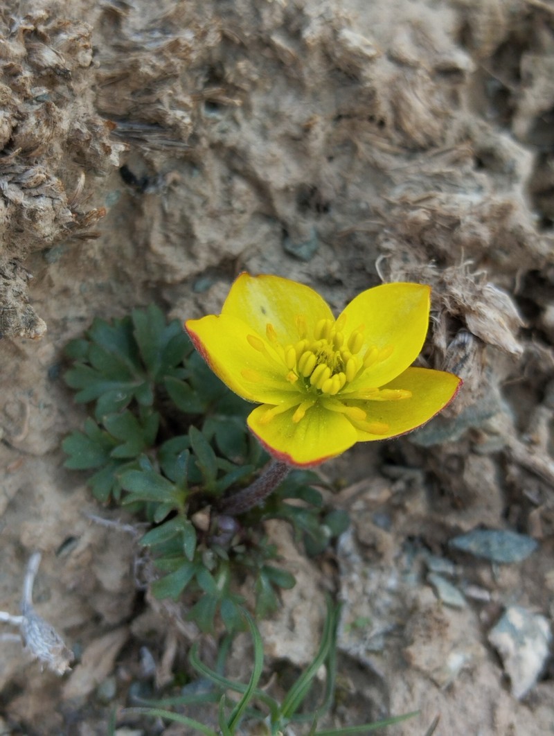 Anemone petiolulosa photo 2