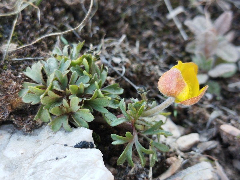 Anemone petiolulosa photo 5