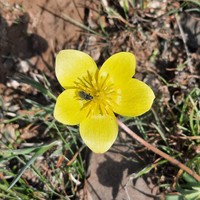 Anemone petiolulosa