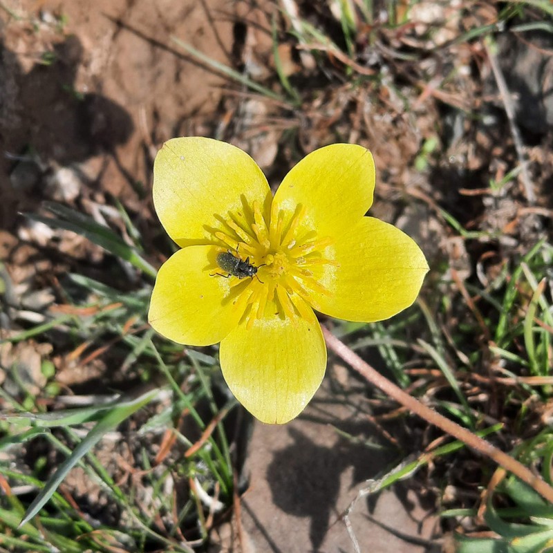 Anemone petiolulosa