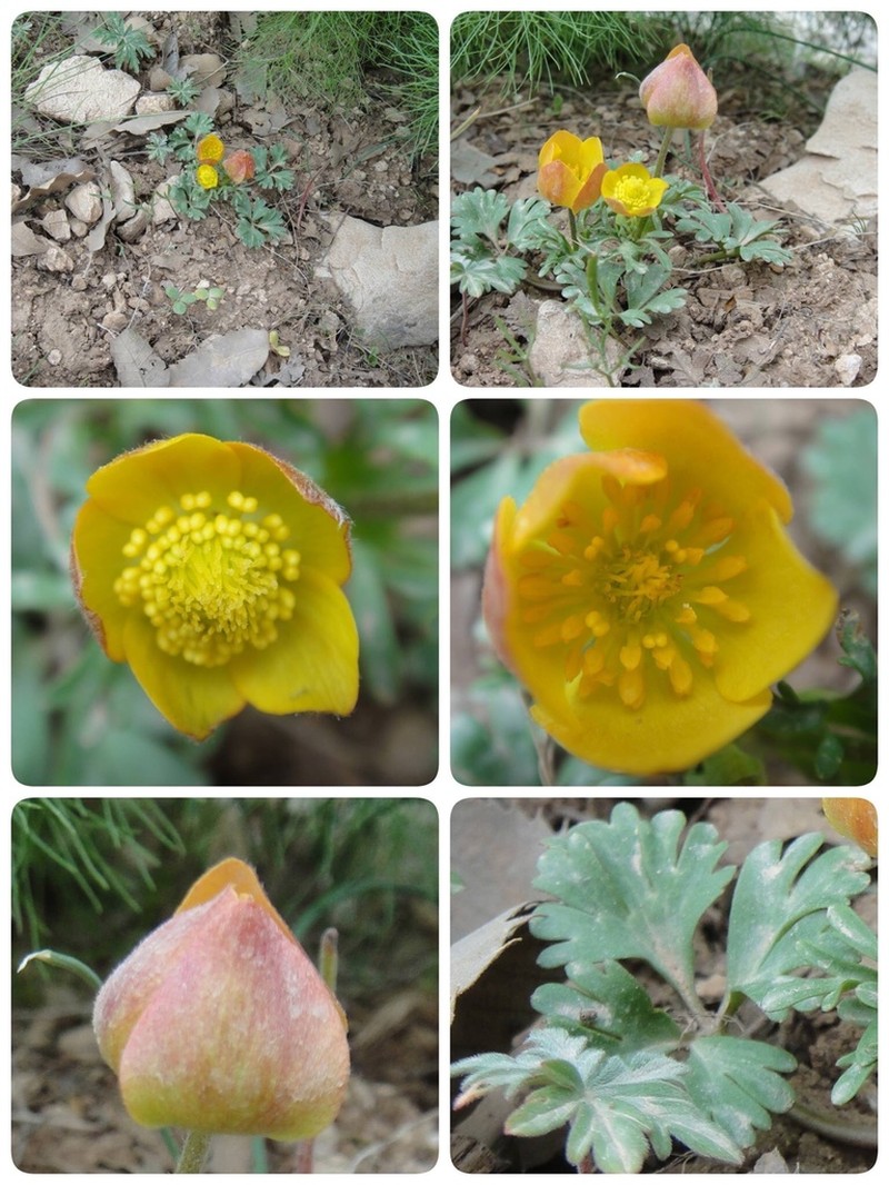 Anemone petiolulosa