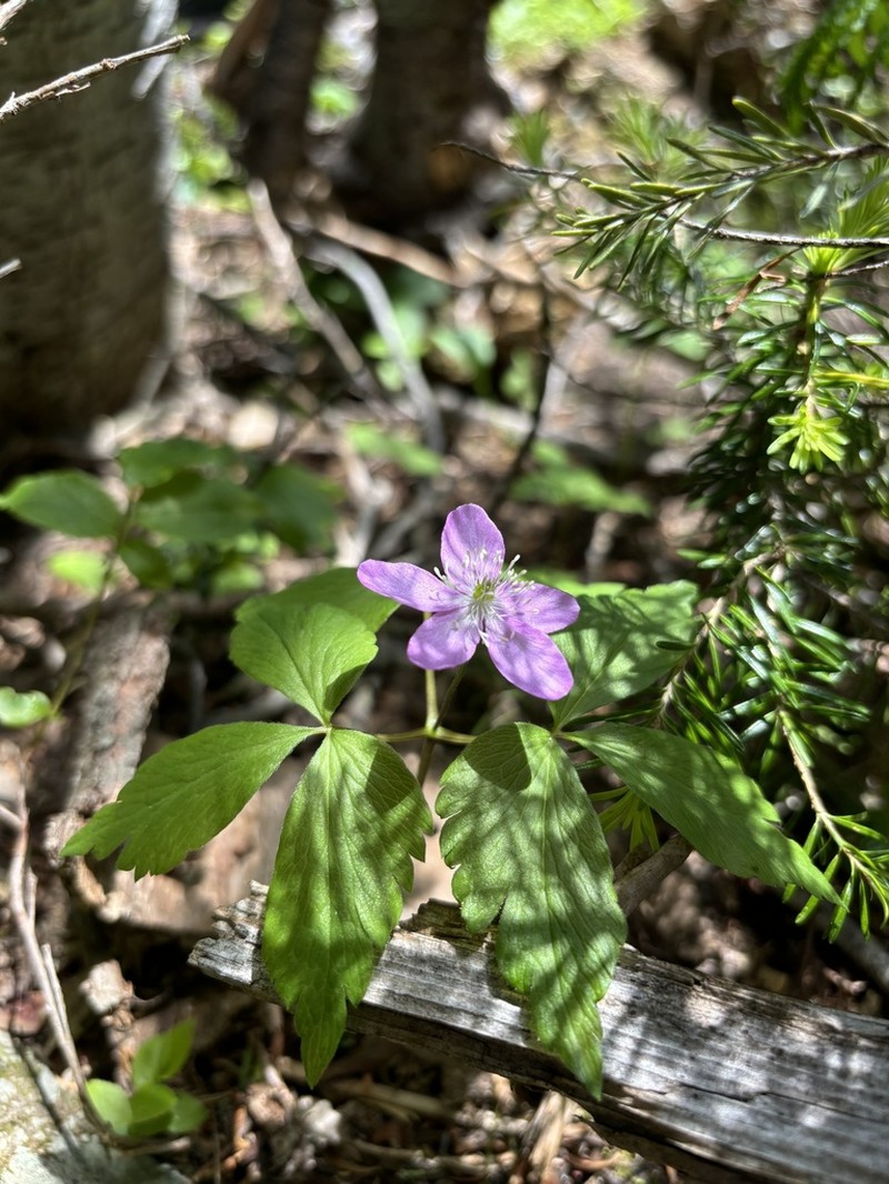 Piper's Anemone