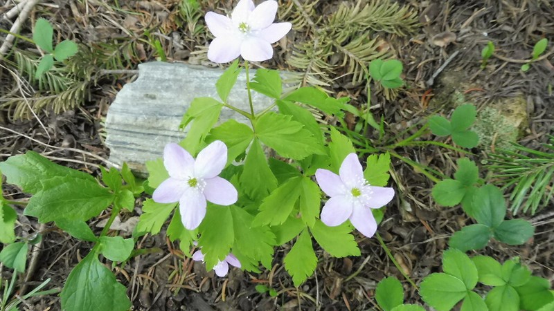 Piper's Anemone photo 2