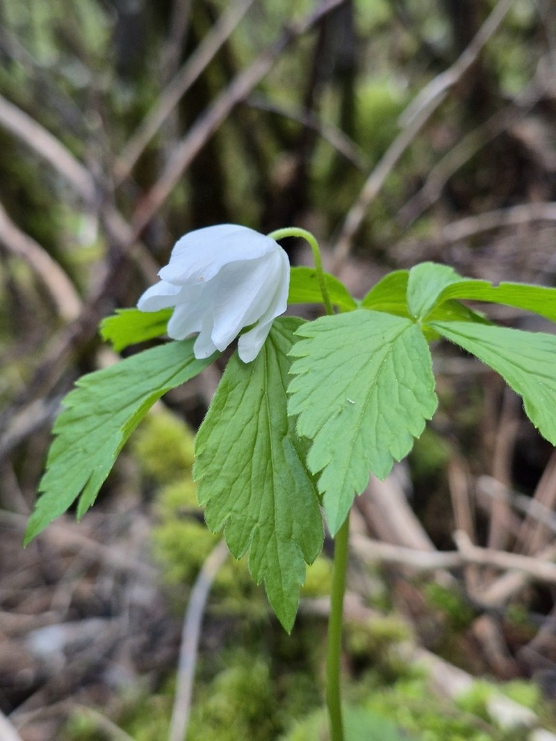 Piper's Anemone photo 3