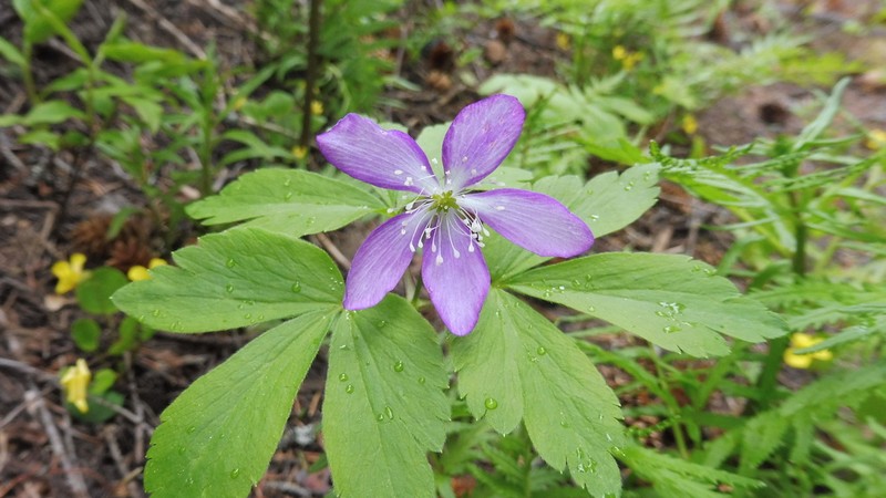 Piper's Anemone photo 4