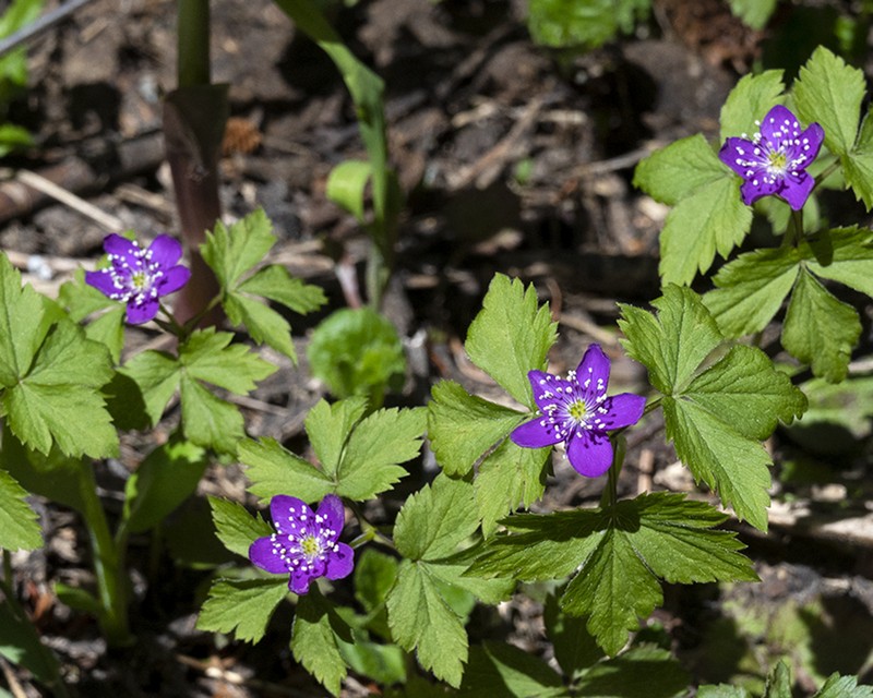 Piper's Anemone photo 5
