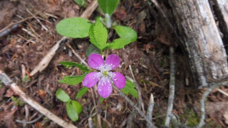 Piper's Anemone photo 6
