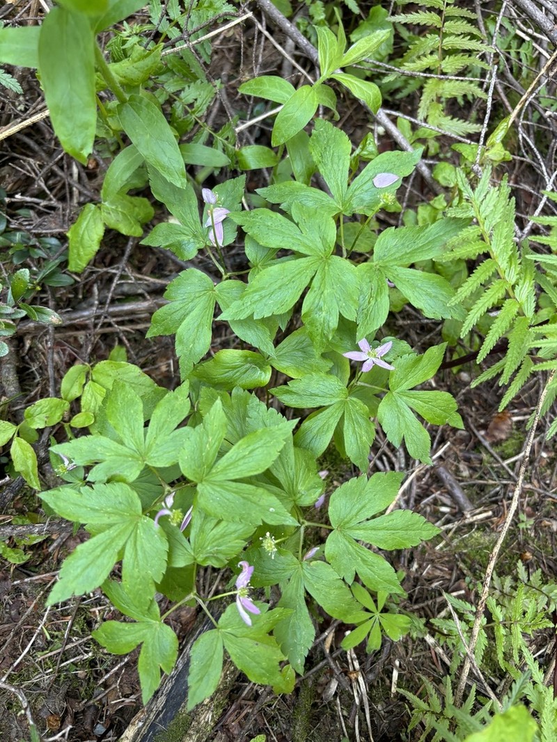 Piper's Anemone photo 8