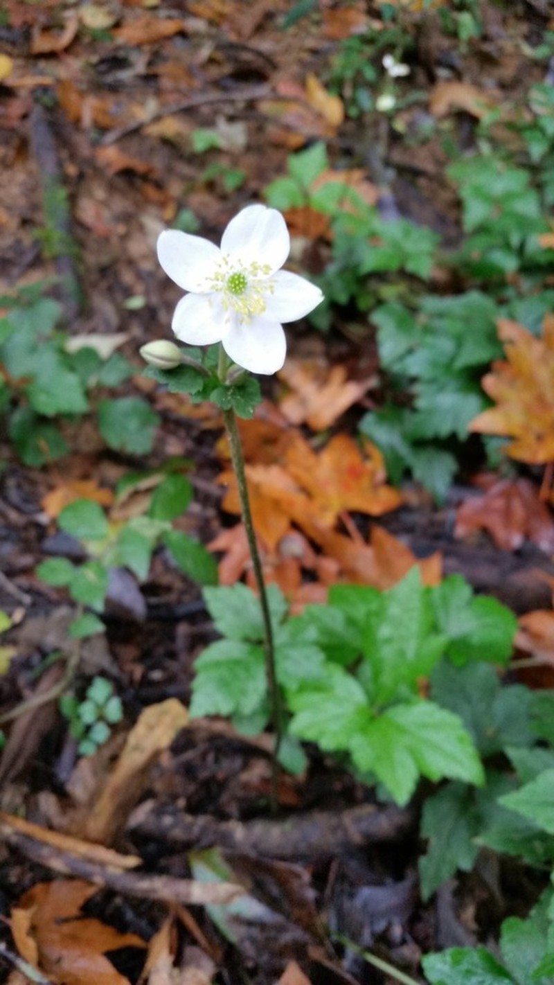 Anemone poilanei