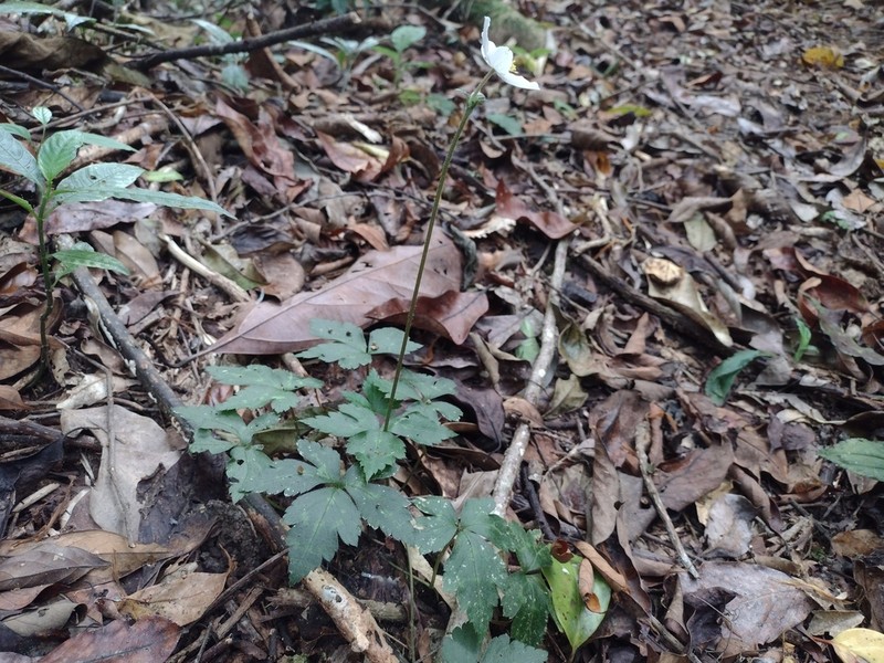 Anemone poilanei photo 2