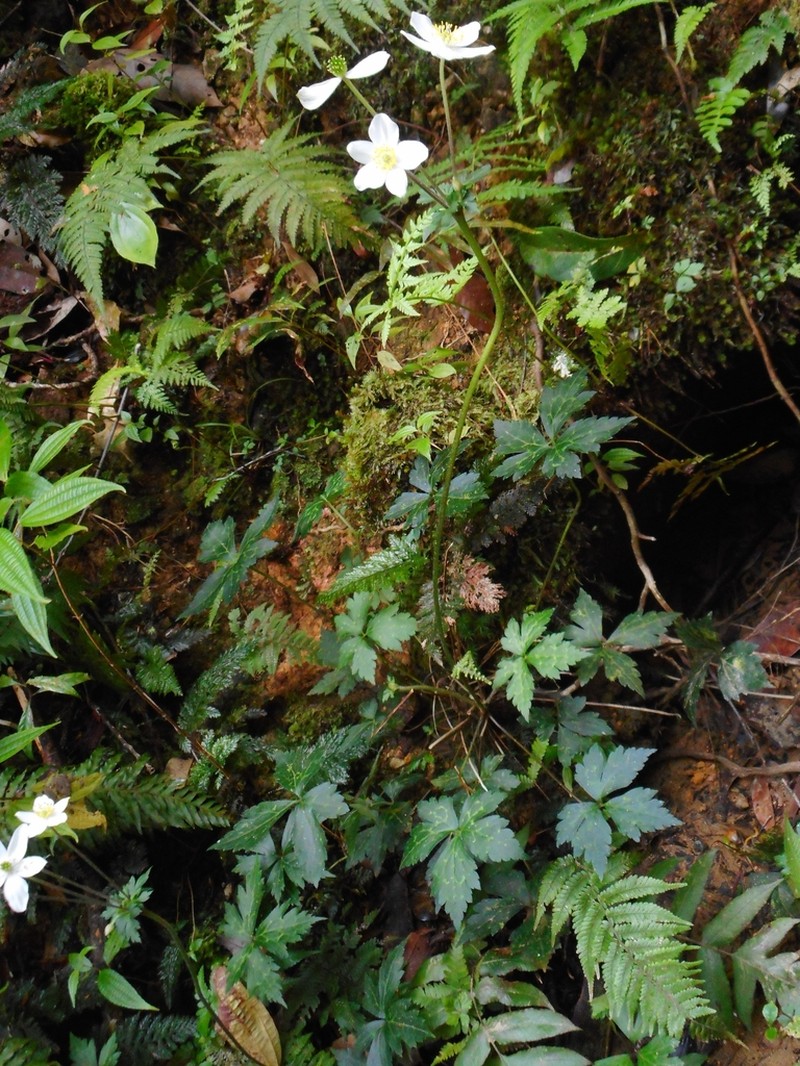 Anemone poilanei photo 4