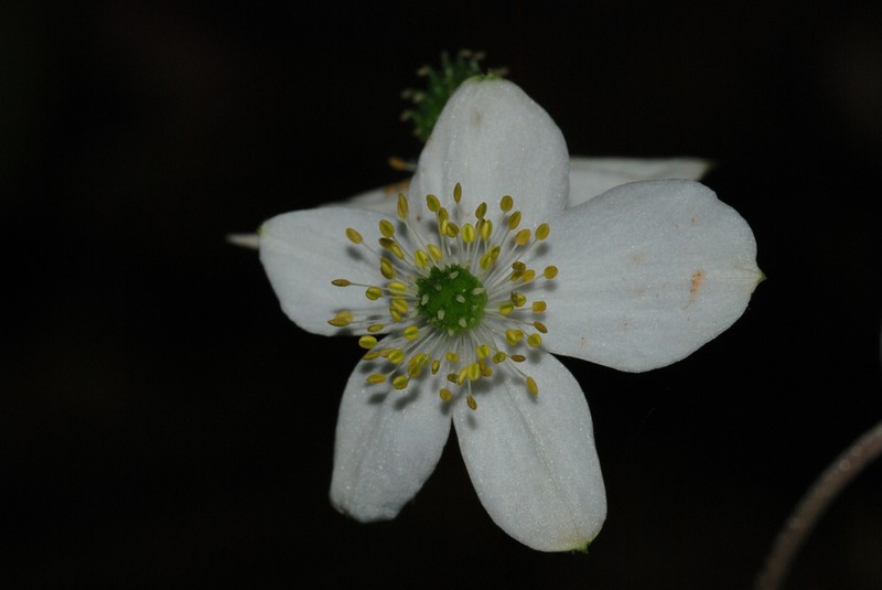 Anemone poilanei photo 5