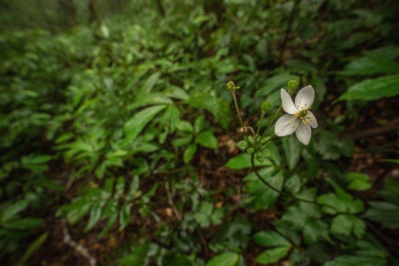 Anemone poilanei photo 6