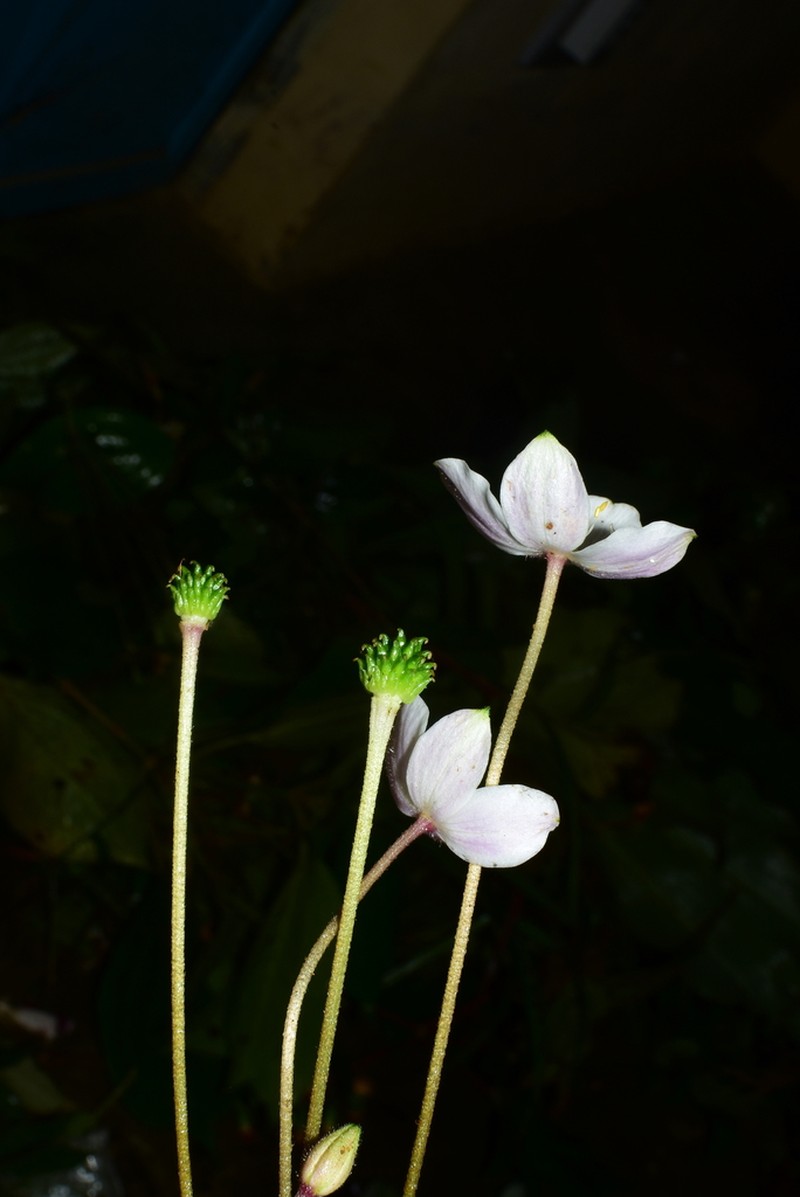 Anemone poilanei photo 7