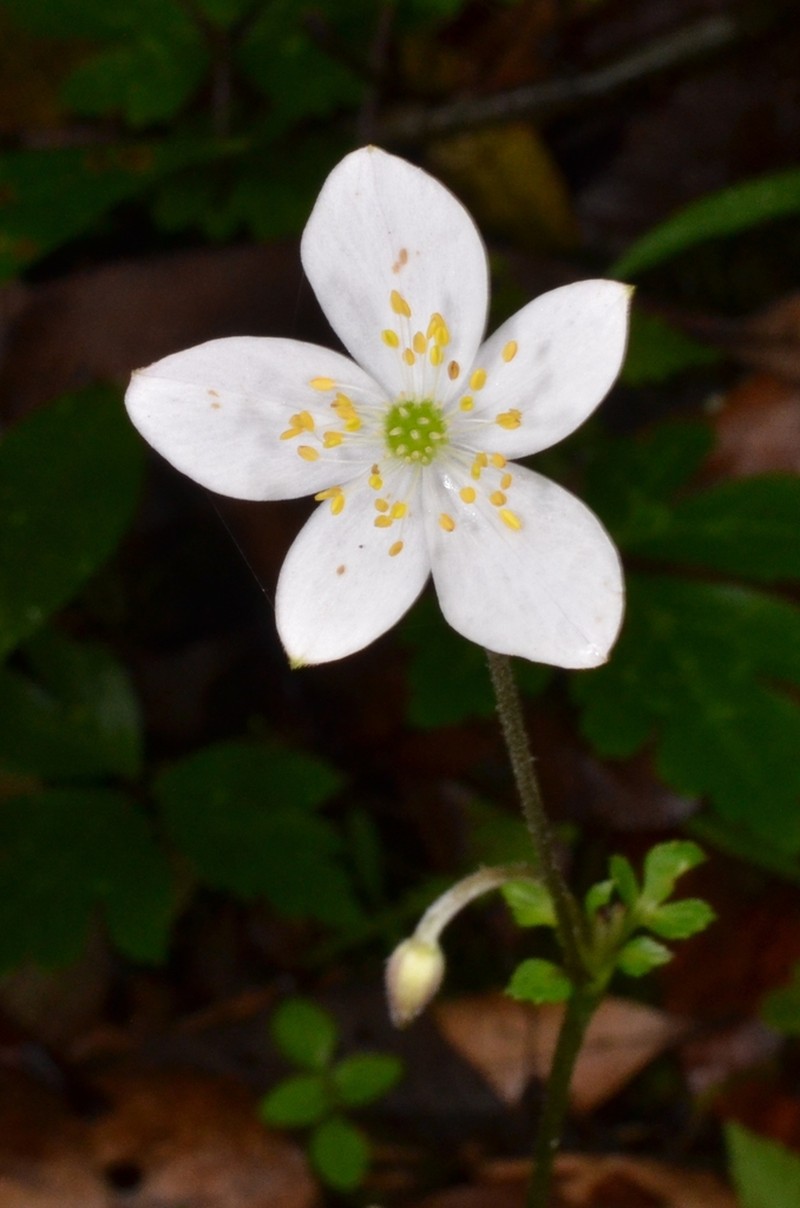 Anemone poilanei photo 8