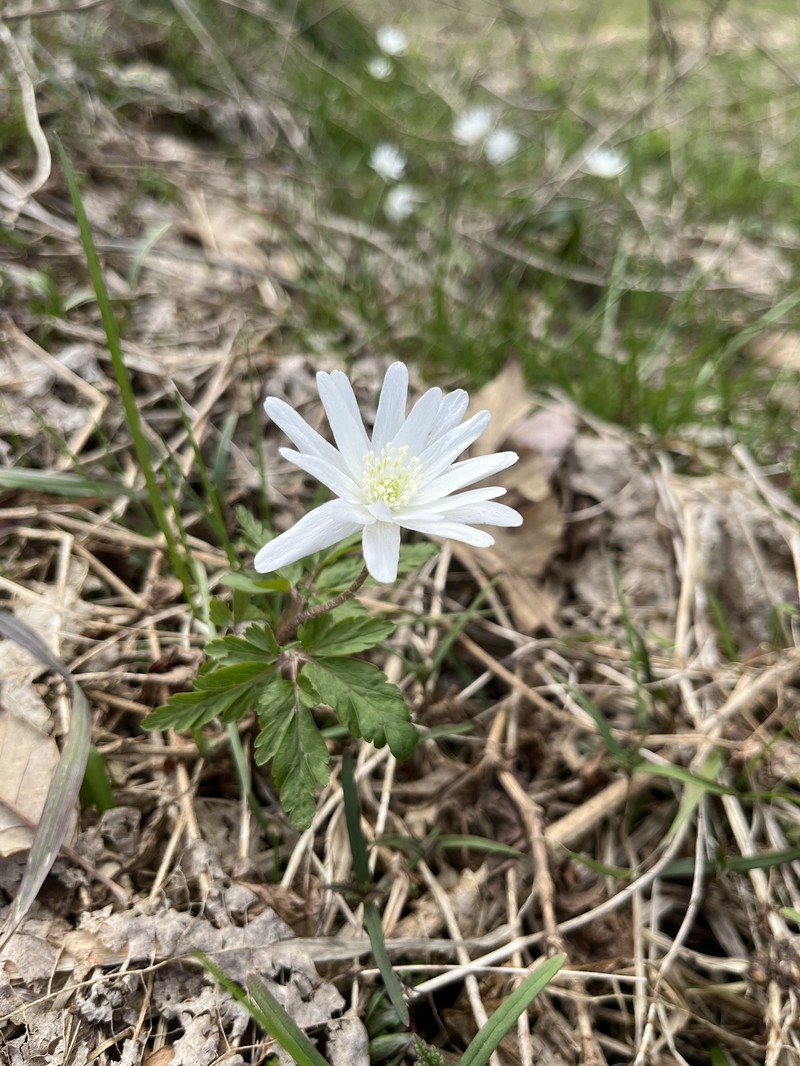 Anemone pseudoaltaica photo 2