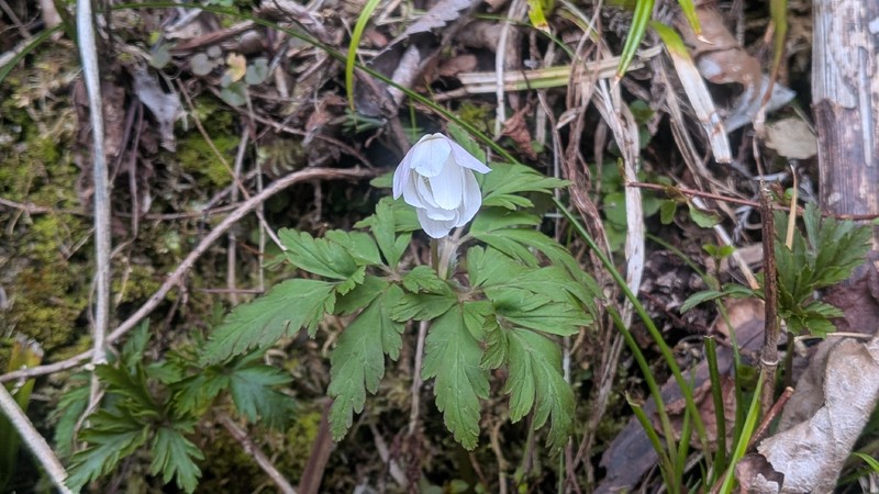 Anemone pseudoaltaica photo 3