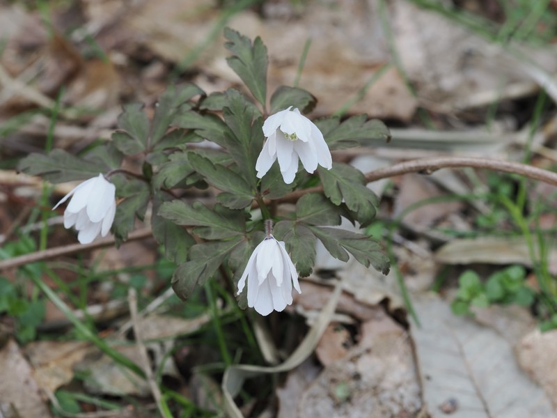 Anemone pseudoaltaica photo 4