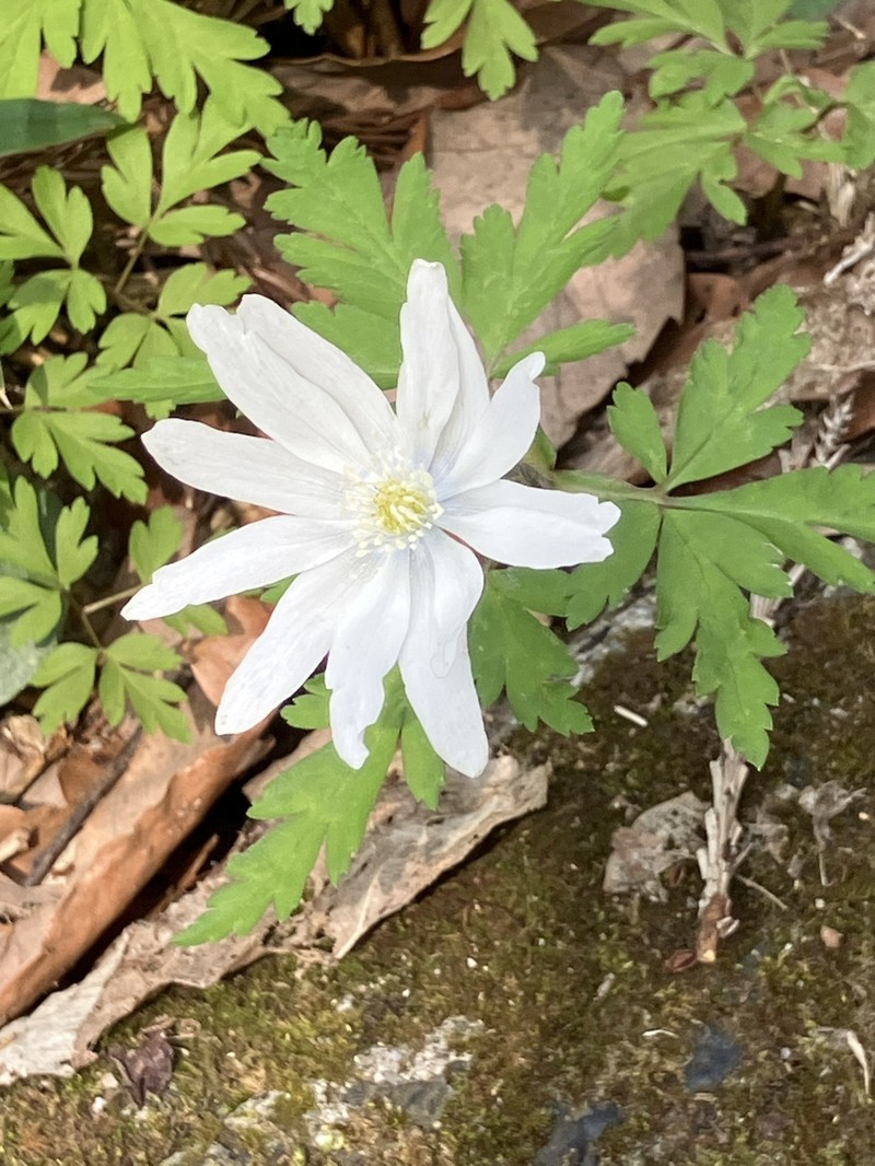 Anemone pseudoaltaica photo 5