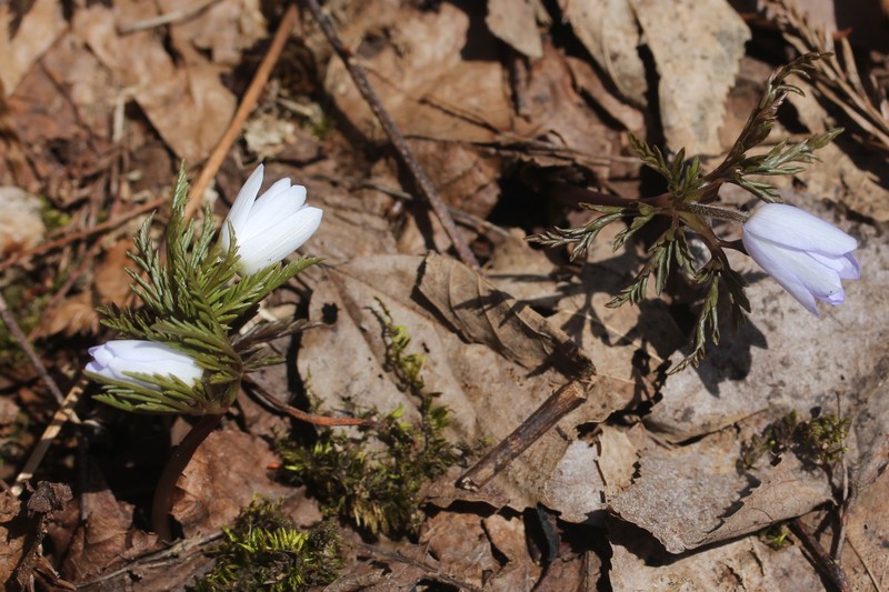 Anemone pseudoaltaica