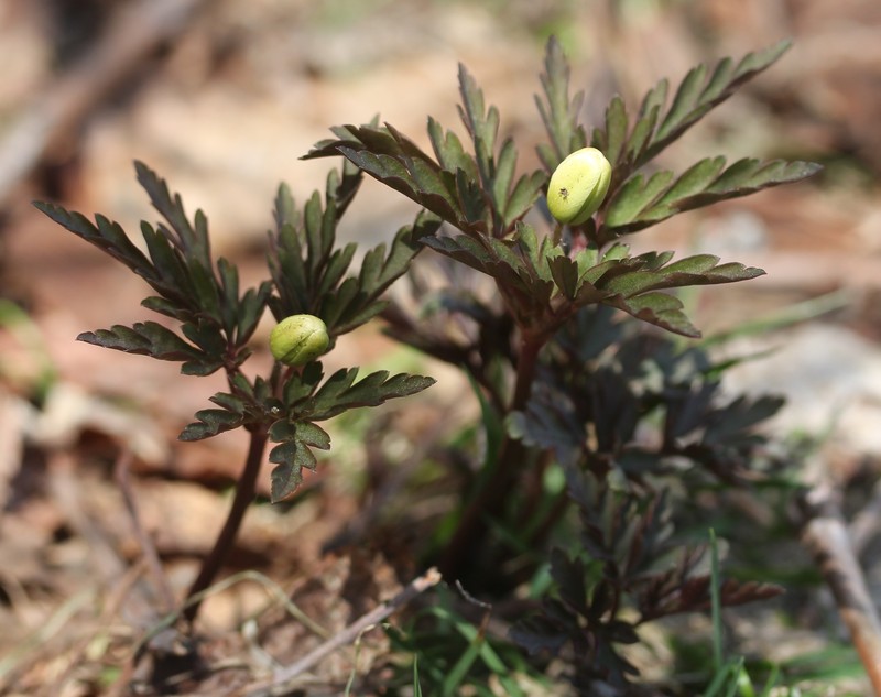 Anemone pseudoaltaica photo 6
