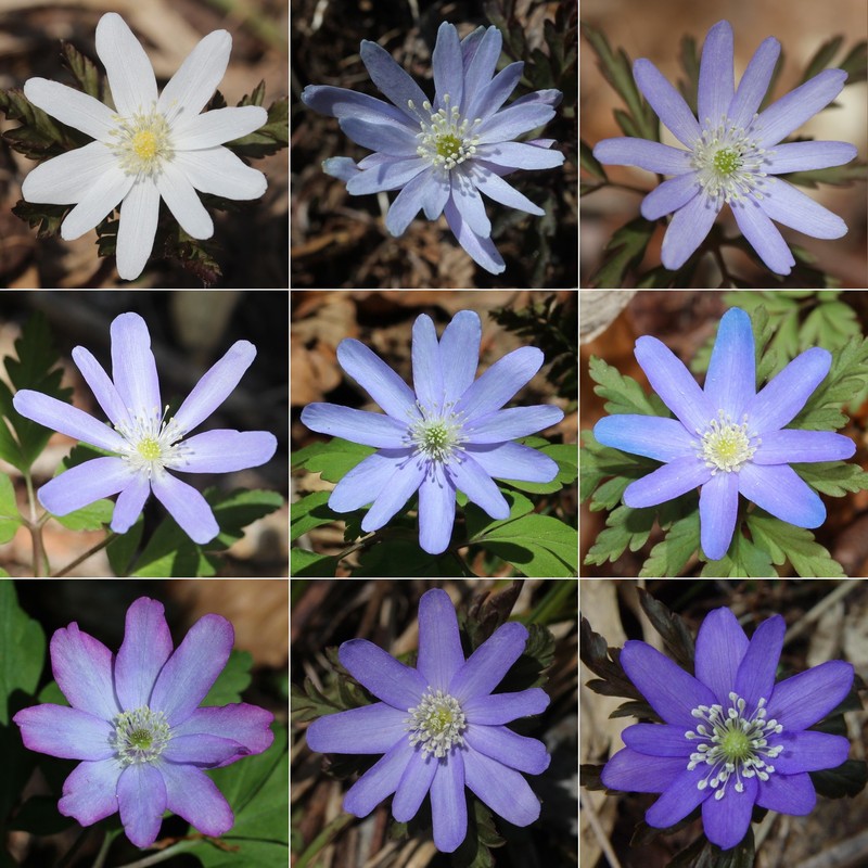 Anemone pseudoaltaica photo 7