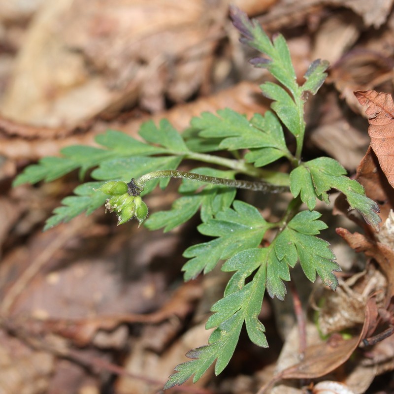 Anemone pseudoaltaica photo 8
