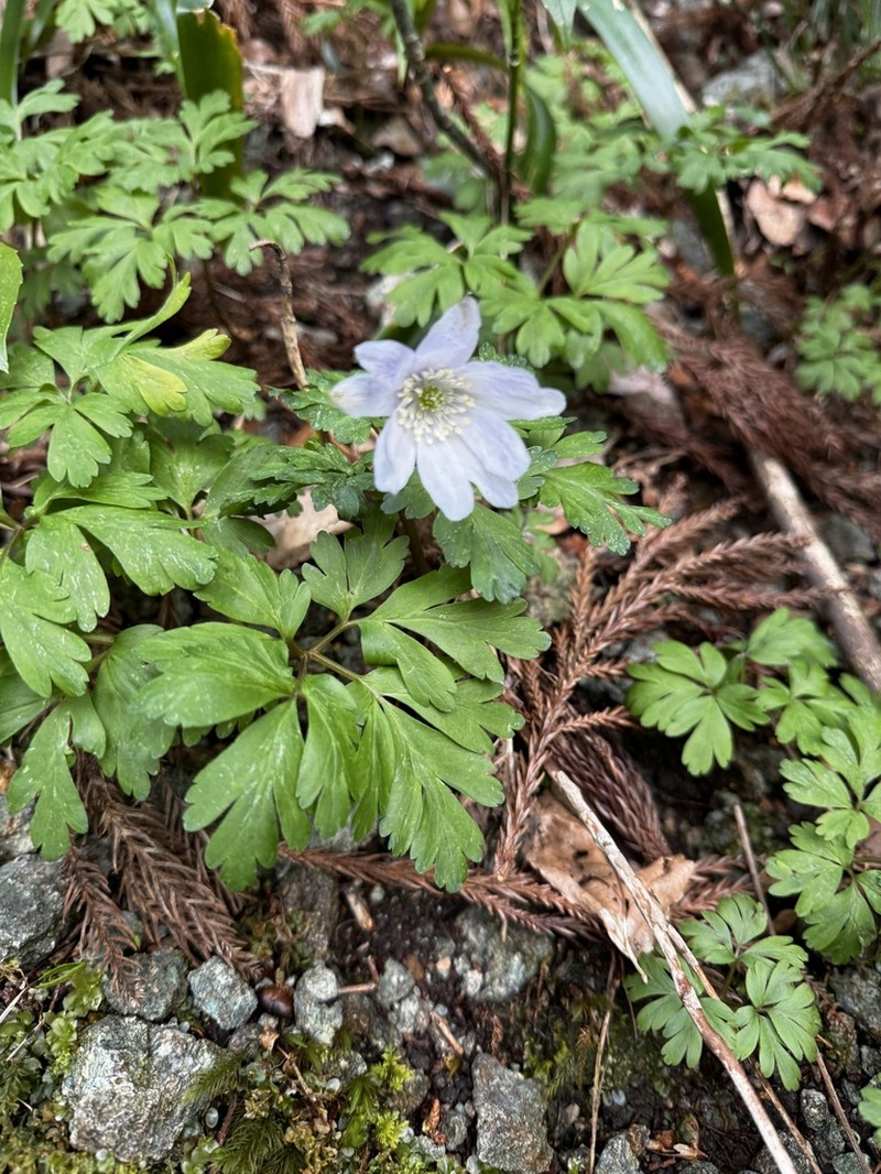 Anemone pseudoaltaica