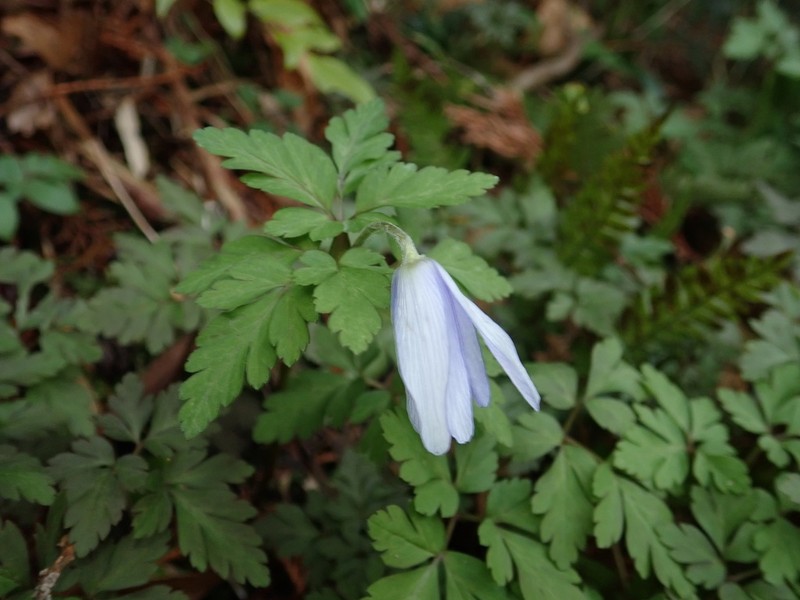 Anemone pseudoaltaica photo 2