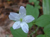 wood anemone