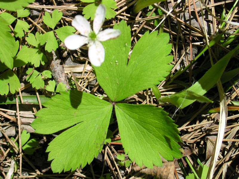 wood anemone photo 2