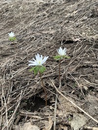 Anemone raddeana