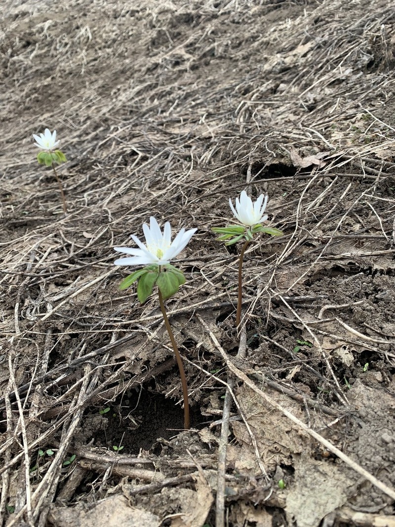 Anemone raddeana