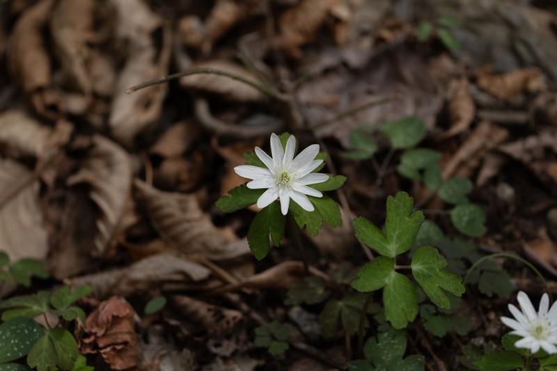 Anemone raddeana photo 3