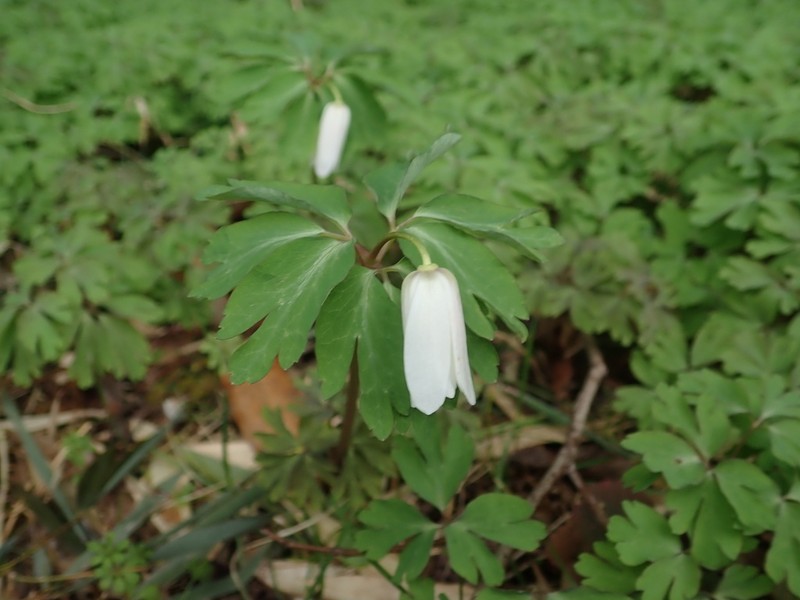 Anemone raddeana photo 4