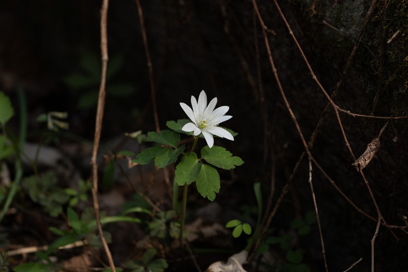 Anemone raddeana photo 5