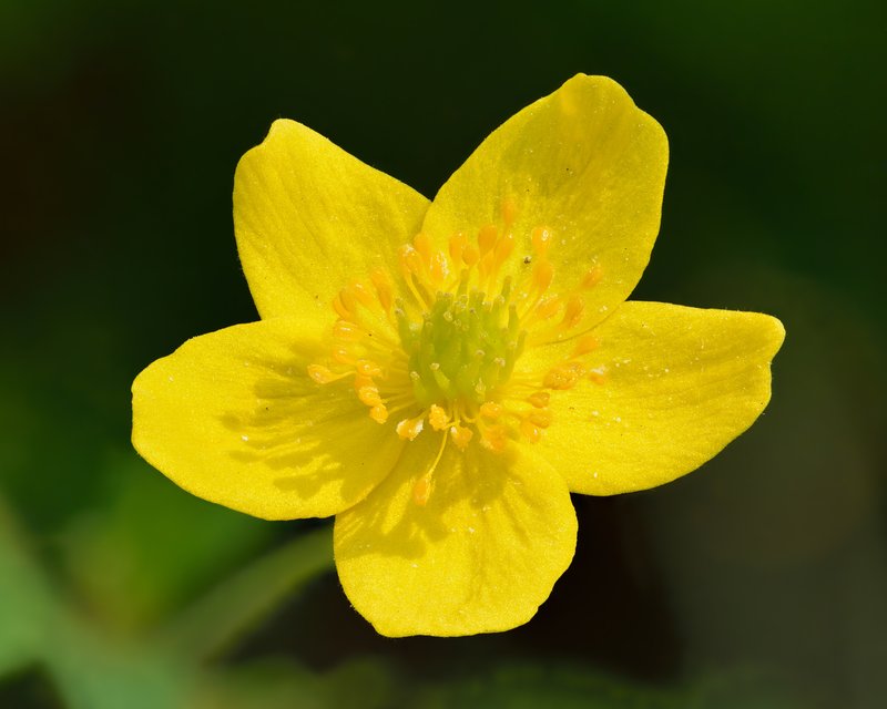 Yellow Woodland Anemone photo 2