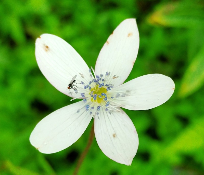 Anemone raui