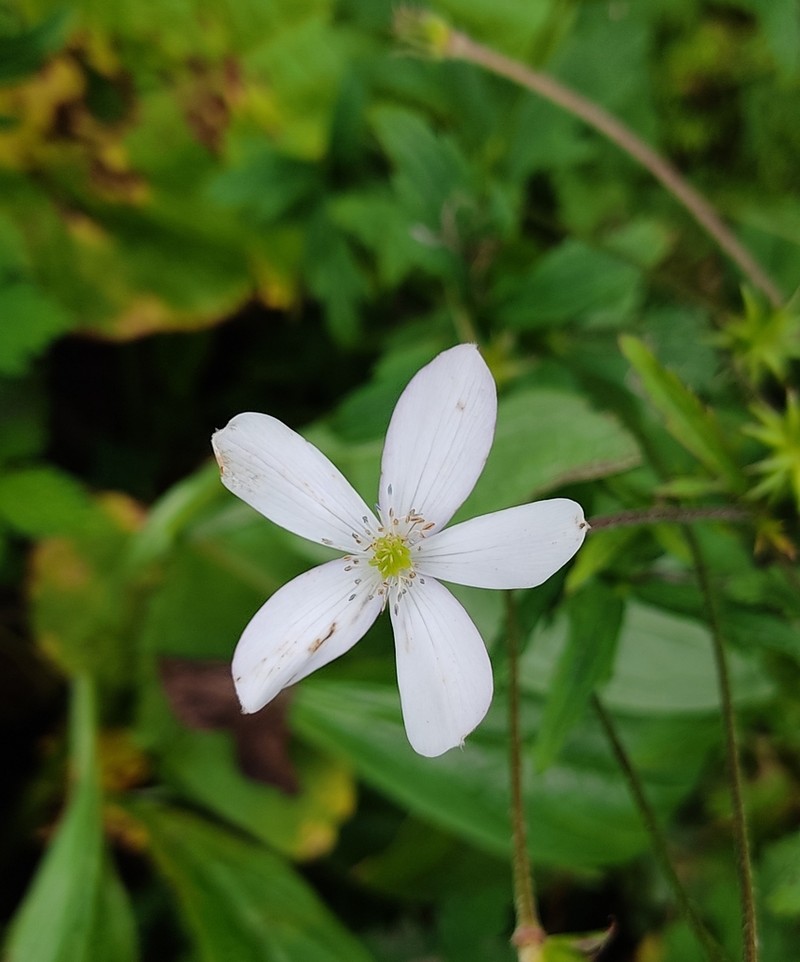 Anemone raui photo 3