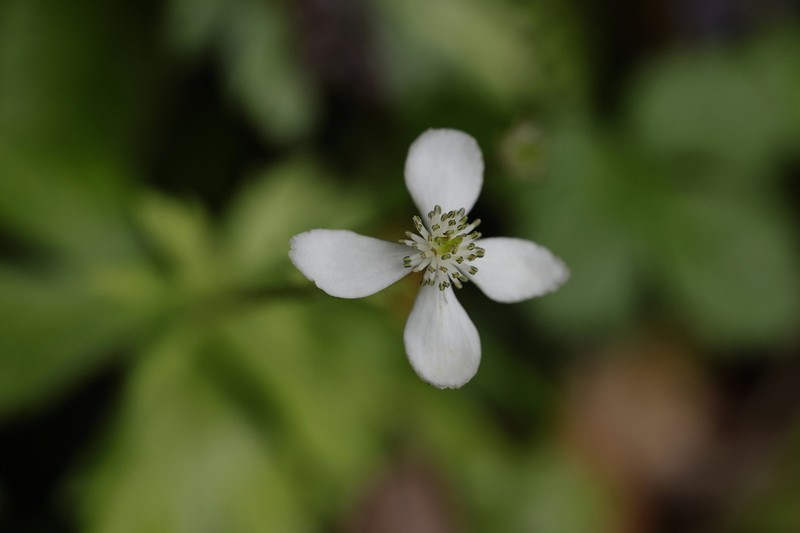 Anemone raui photo 5