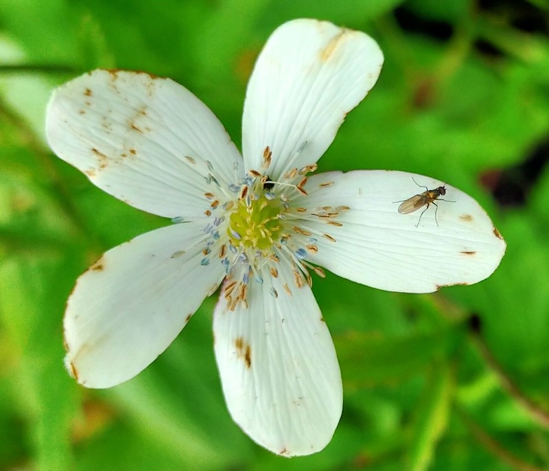 Anemone raui photo 6